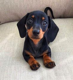 BASSOTTO & BASSOTTI KANINCHEN CUCCIOLI pag 12 mesi