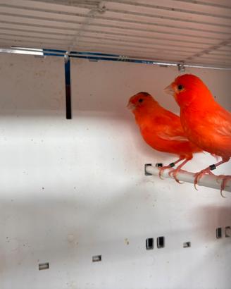 Canarini rossi