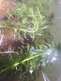 Egeria densa, pianta ossigenante