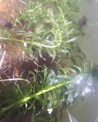 Egeria densa, pianta ossigenante