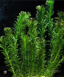 Egeria Densa