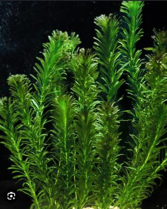 Egeria Densa