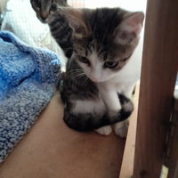 Affetuosi gattini eta 3 mesi