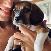 Beatles della regina