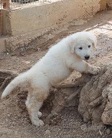 Cuccioli pastore abruzzese