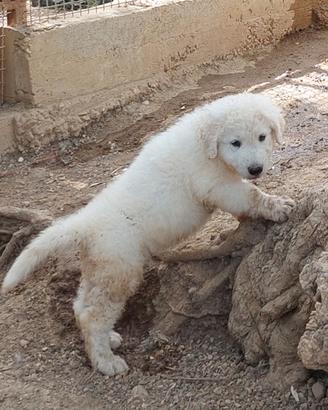 Cuccioli pastore abruzzese