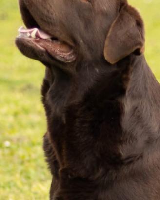 Labrador retriever