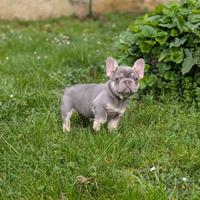 Bulldog francese lilac tan