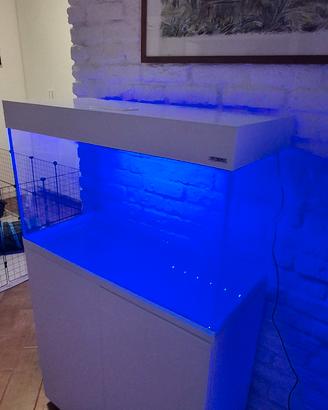 acquario