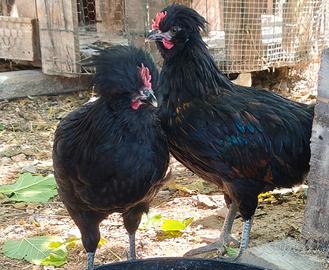 Pulcinotti padovana mix marans