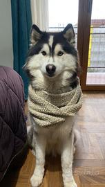 Husky maschio per accoppiamento per Palermo