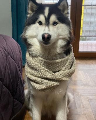 Husky maschio per accoppiamento per Palermo