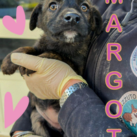 Margot: cucciola dolce, allegra e affettuosa