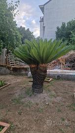 Cicas triplo tronco
