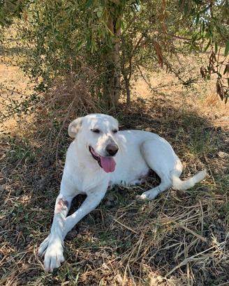 Cagnolina disponibile per adozione
