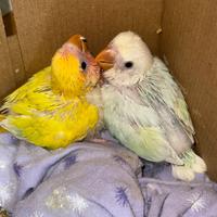 Inseparabili da imbecco