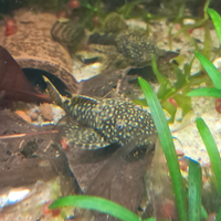? ancistrus sp 1 anno - mangia alghe super attivi