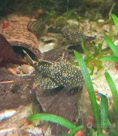 ? ancistrus sp 1 anno - mangia alghe super attivi