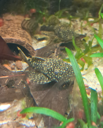 ? ancistrus sp 1 anno - mangia alghe super attivi