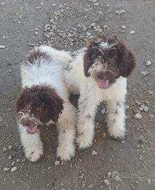 Lagotto Romagnolo CUCCIOLI con Pedigree