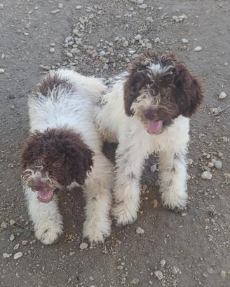 Lagotto Romagnolo CUCCIOLI con Pedigree