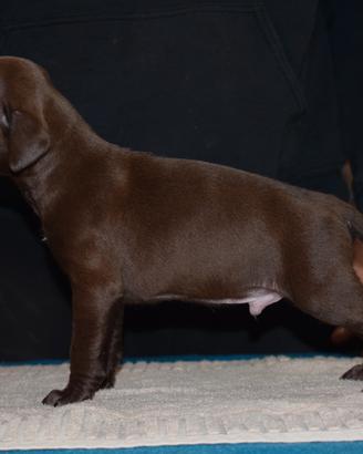 Cuccioli di Pitbull