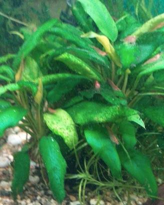 Gamberetti Red Cherry e Multidentata