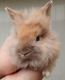 Conigli coniglietti Ariete minilop e Testa Leone