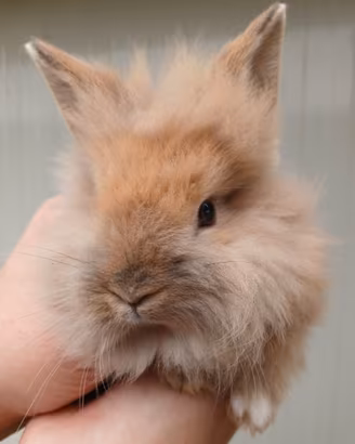 Conigli coniglietti Ariete minilop e Testa Leone