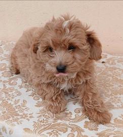 Maltipoo