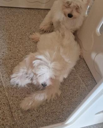 Cuccioli di maltese
