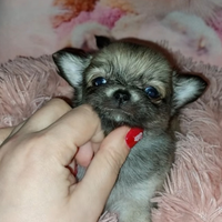 Chihuahua maschietto enci