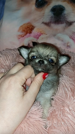 Chihuahua maschietto enci