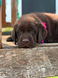 Labrador Retriever con pedigree