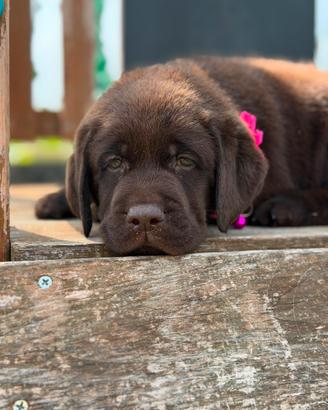 Labrador Retriever con pedigree