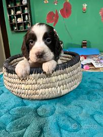 Cucciole di Springer spaniel