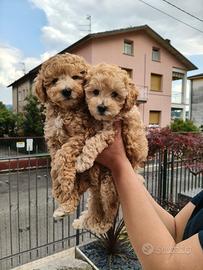 Cuccioli di barboncino nano