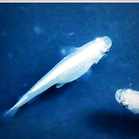 Medaka Miyuki ,Silver e blu