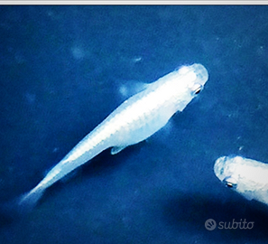 Medaka Miyuki ,Silver e blu