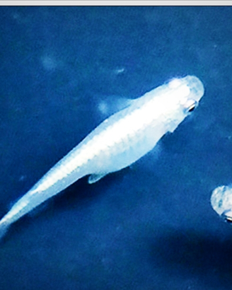 Medaka Miyuki ,Silver e blu