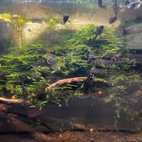 Muschio di Giava (Java Moss) sano e folto - 5