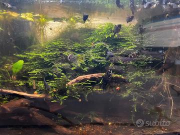 Muschio di Giava (Java Moss) sano e folto - 5