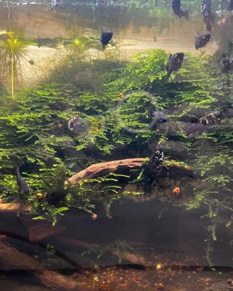 Muschio di Giava (Java Moss) sano e folto - 5