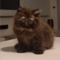 Cucciola di gatti persiani ad alta genealogia