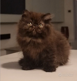 Cucciola di gatti persiani ad alta genealogia