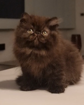Cucciola di gatti persiani ad alta genealogia