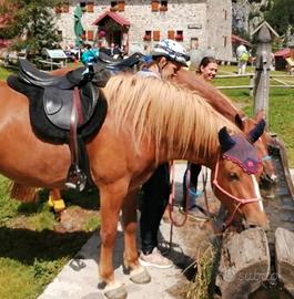 Cavalla incrocio haflinger
