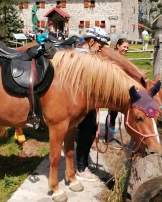 Cavalla incrocio haflinger