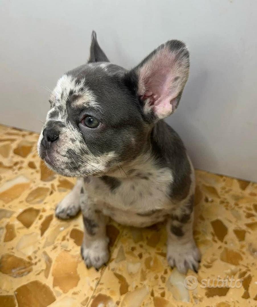 Cucciolo di Bulldog Francese Merlè - Animali In vendita a Napoli
