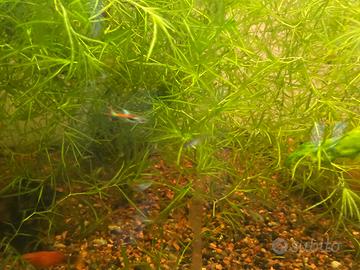 Najas guadalupensis